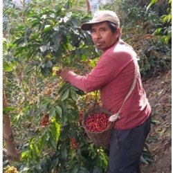 Café connaisseur du Pérou, Incahuasi, Cusco