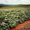Café connaisseur du Brésil, Sul de Minas